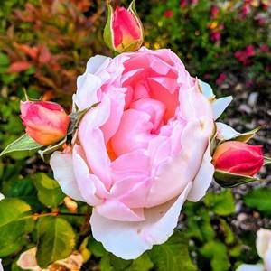 Meet your Posher, Teri